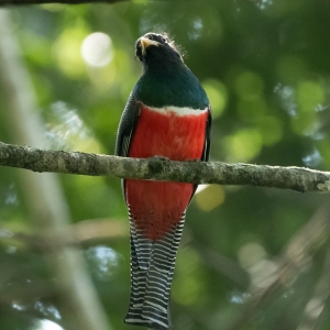 belize-jungle-lodge-20