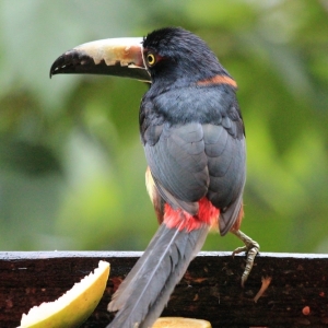 belize-jungle-lodge-28