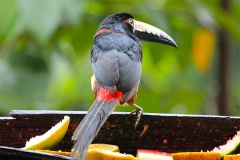 bird of Belize