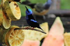 bird of Belize