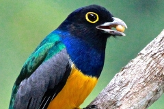 black head trogon