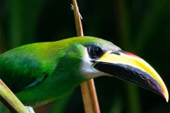 emerald toucanet