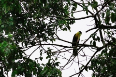 keel-billed toucan