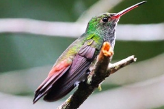 rufous tailed jacamar