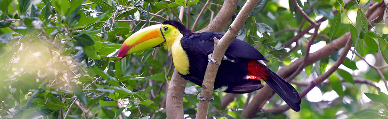 Belize birding tour