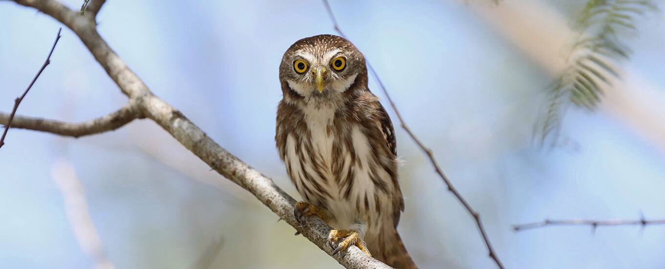 Belize bird watching