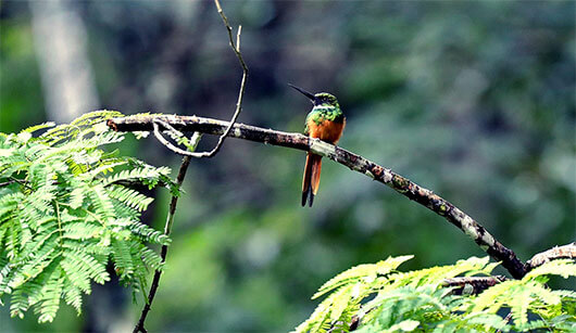 Rufous-tailed Jacamar