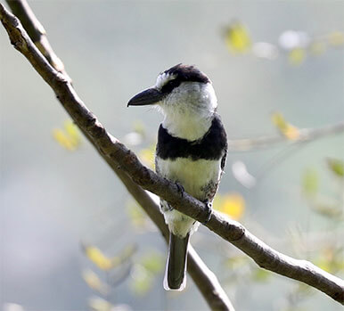 White-necked Puffbird