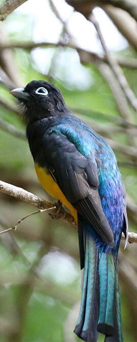 Black-headed Trogon