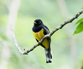 Gartered Trogon