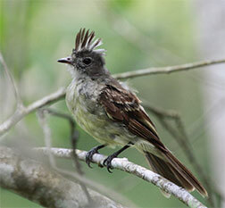 Yellow-bellied Elaenia