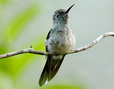 Scaly-breasted Hummingbird