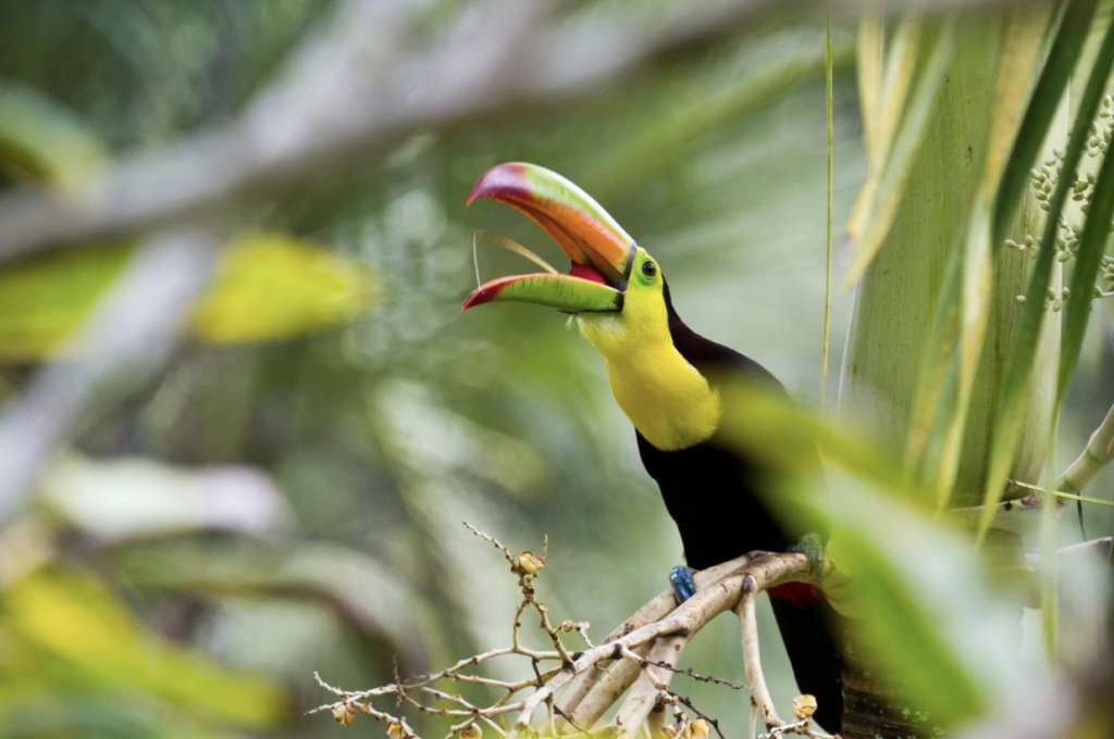 The Keel-Billed Toucan