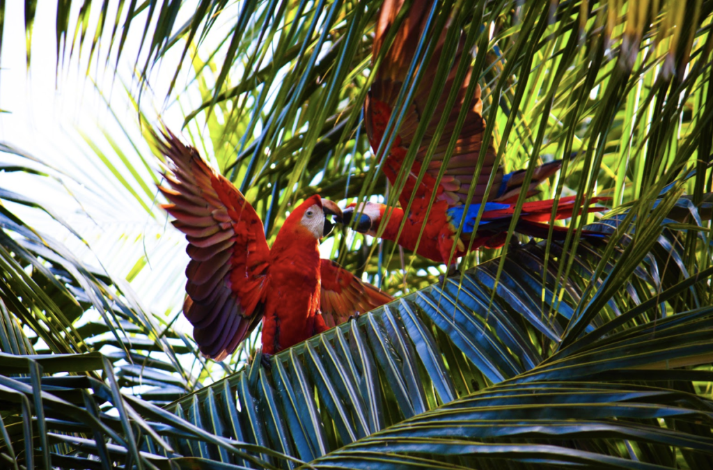Scarlet Macaw bird in Belize