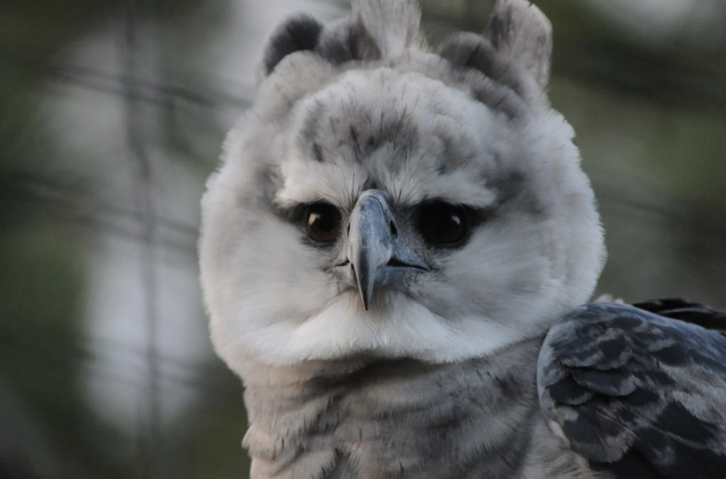 Harpy Eagle