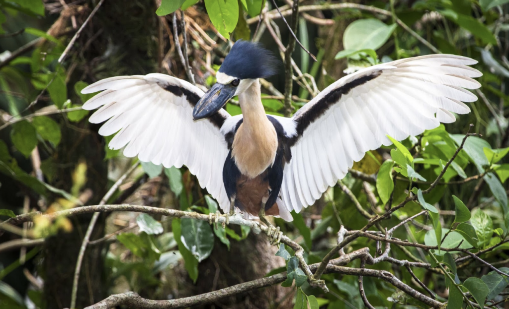 Boat billed Heron birds in Belize.