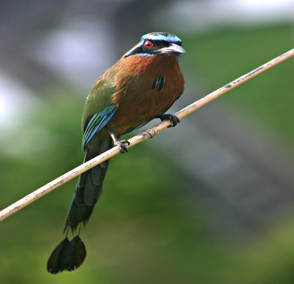 Blue-Crowned Motmot