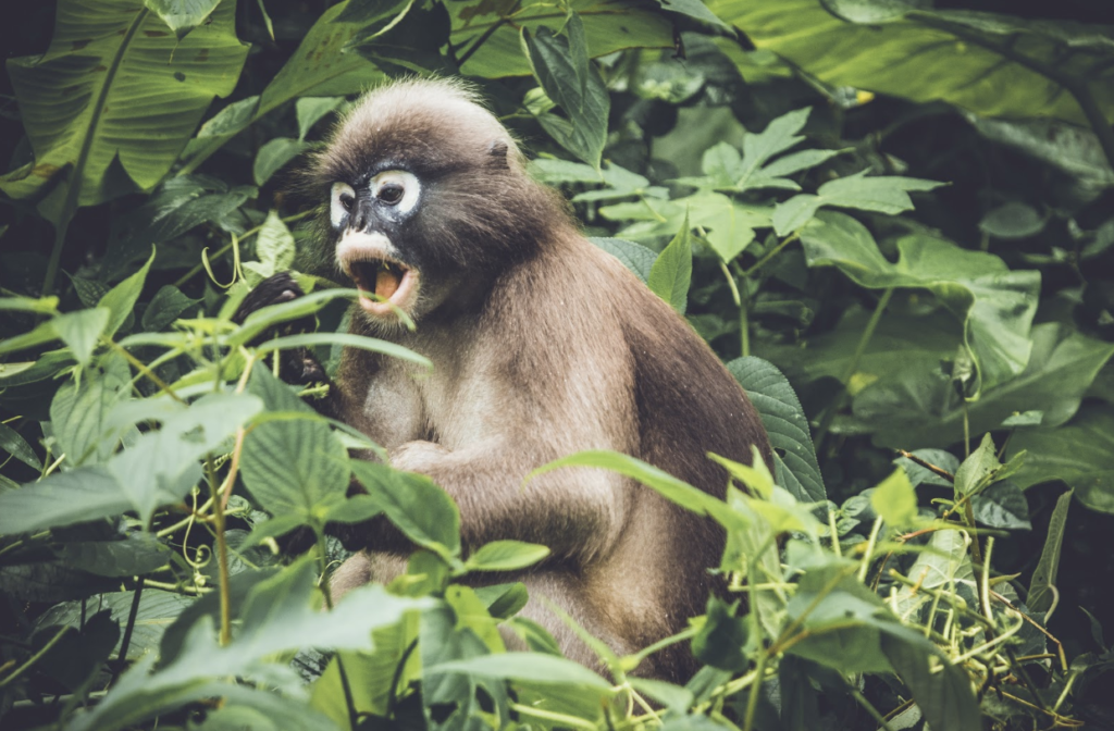 wildlife interactions in Belize
