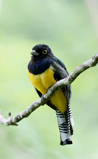 Gartered Trogon