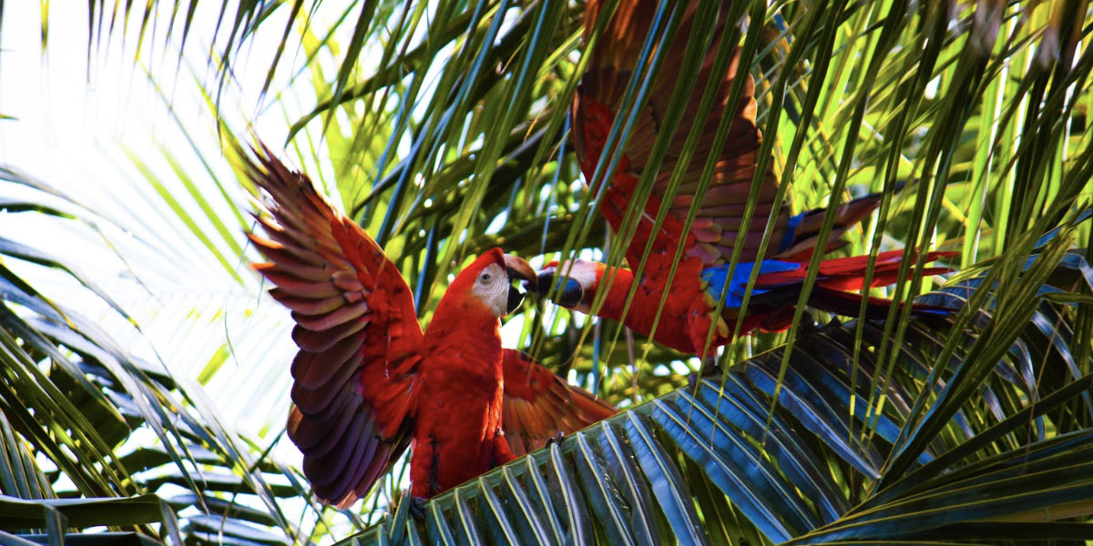Belize Birding