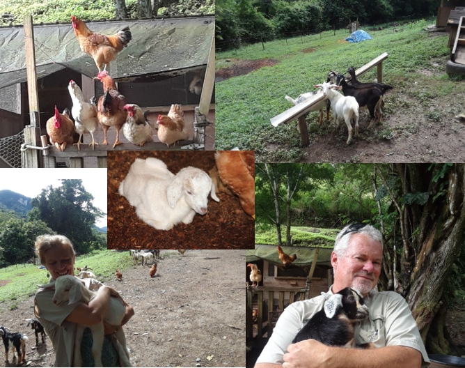 Sustainability - Goats & Chickens
