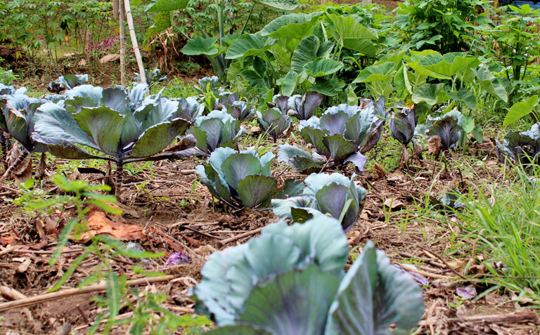 Black Rock Lodge Organic Farm