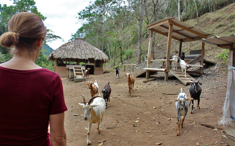 Goats at Black Rock Lodge