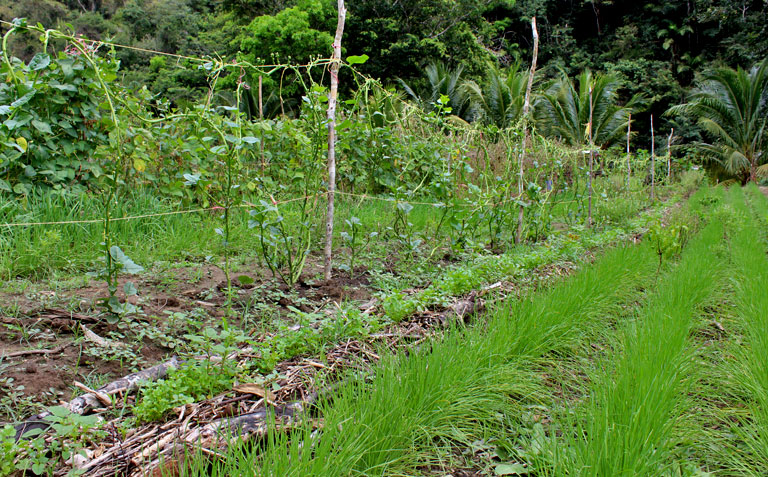 Black Rock Lodge Organic Farming