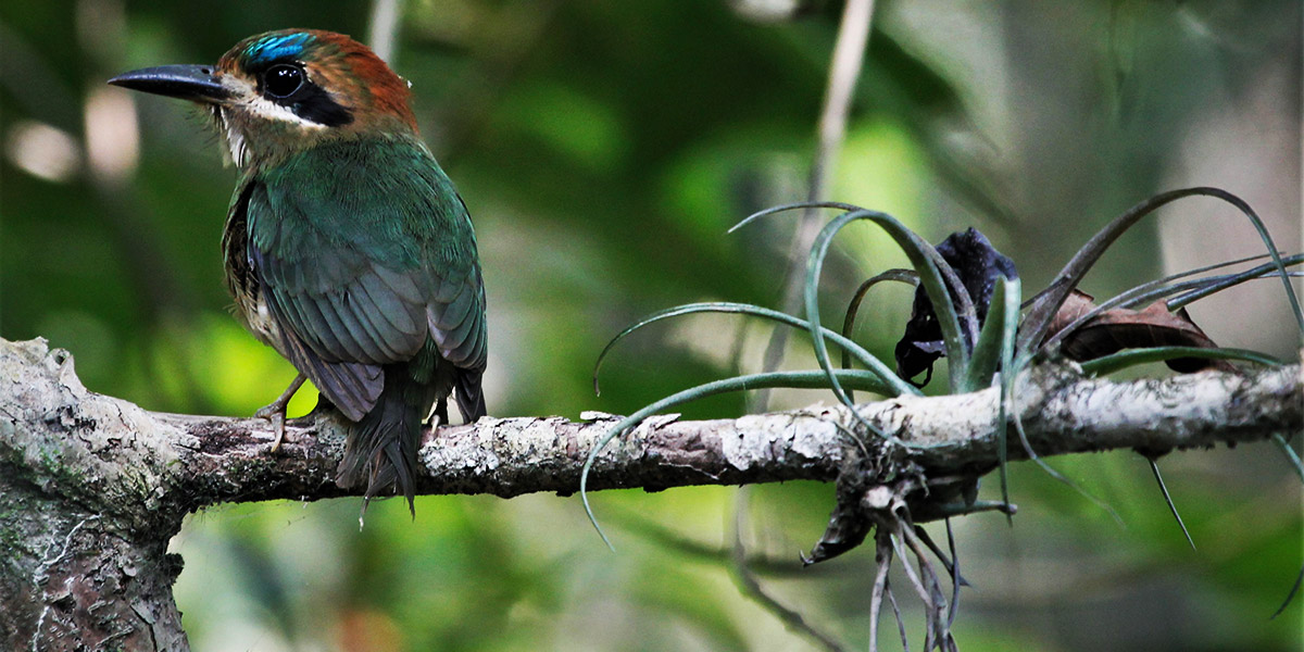 birding in belize